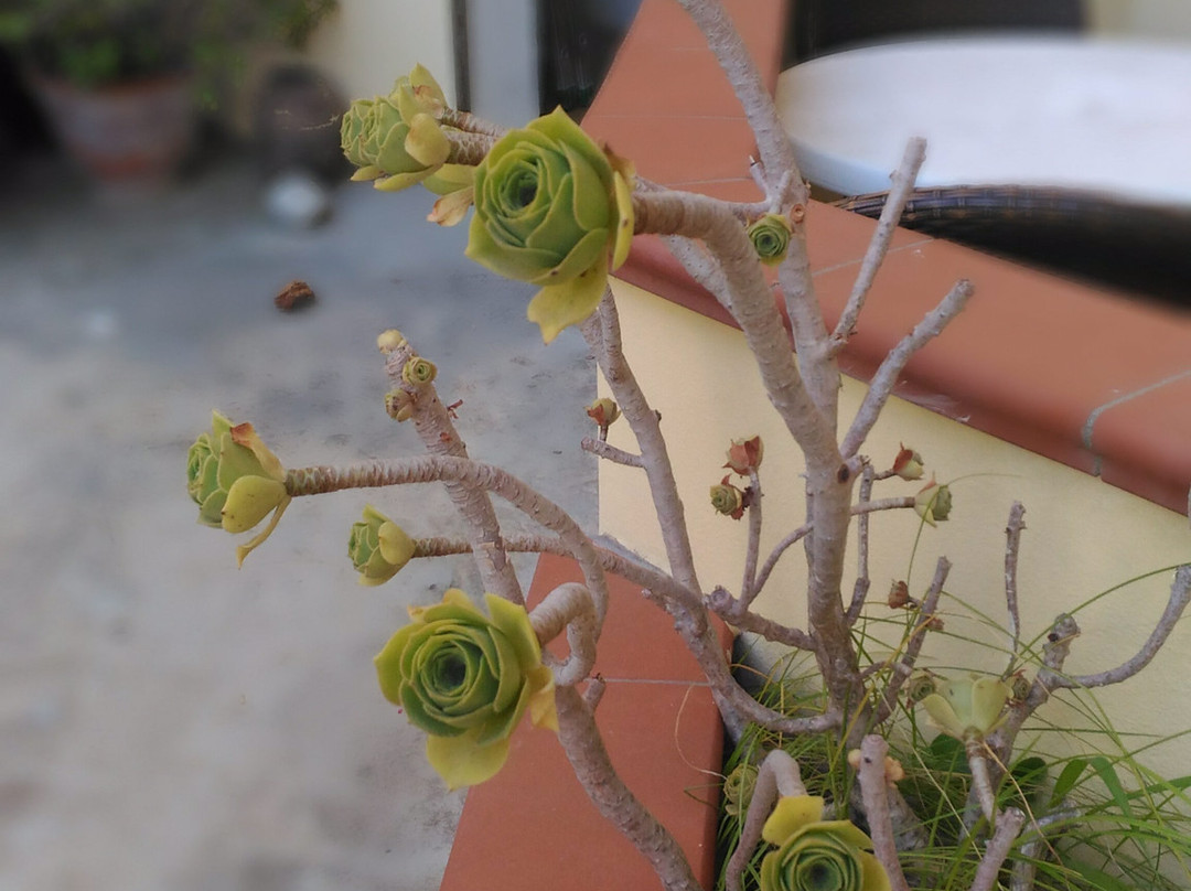 Hotel Residence Sciaron主图