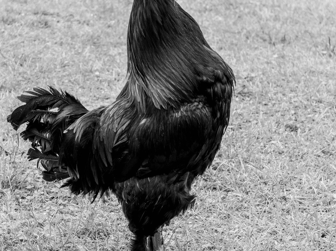 谢尔本农场-谢尔本必去景点