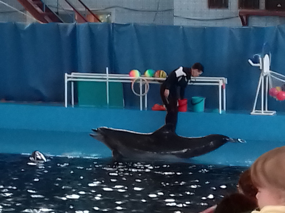 Karadag Dolphinarium-Kurortne必去景点