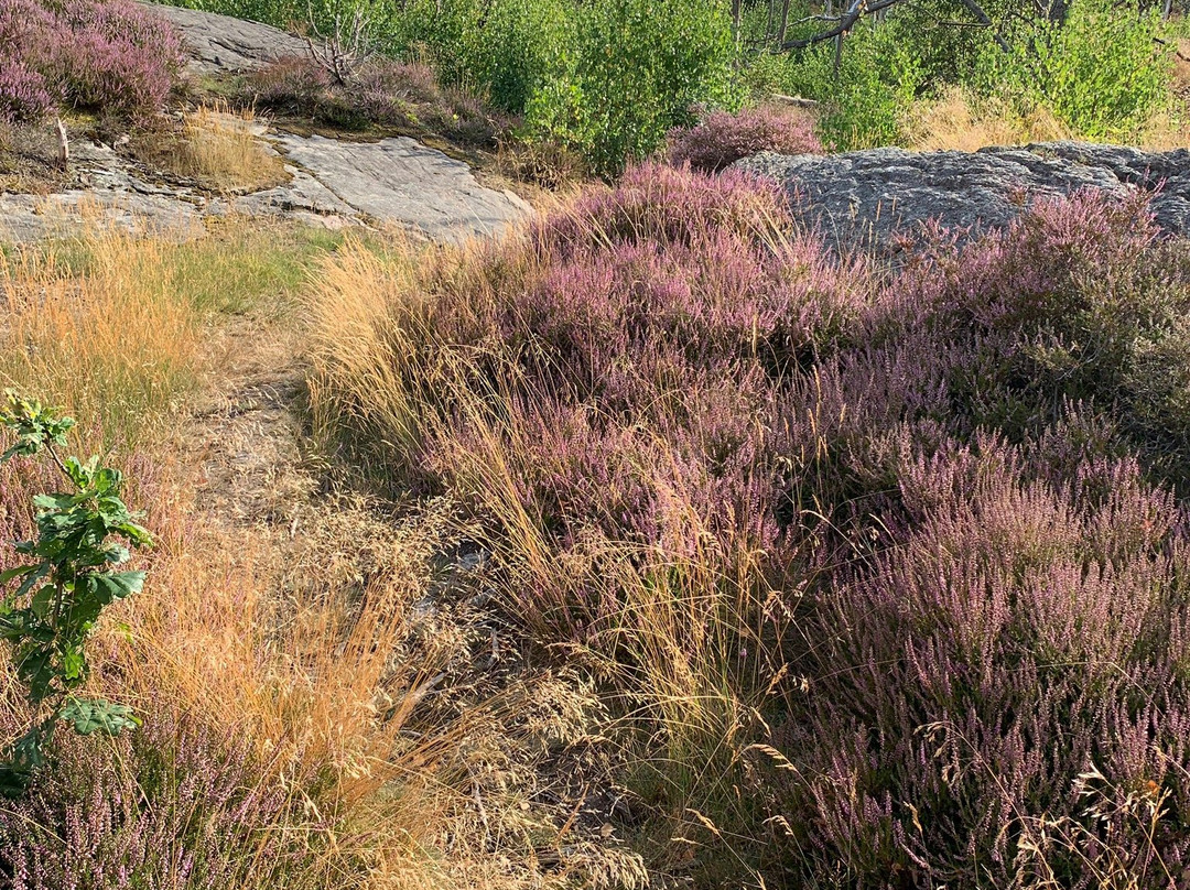 Arödsberget-哥德堡必去景点