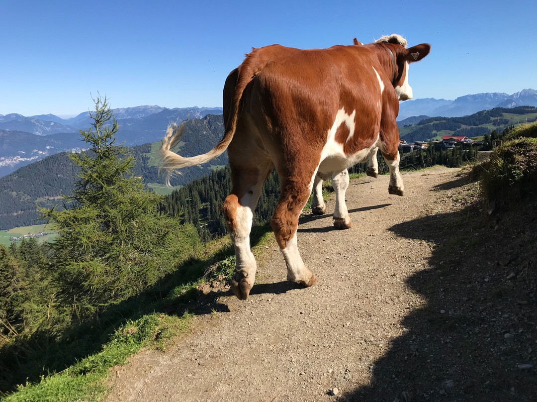 Rossmoos Gasthof主图