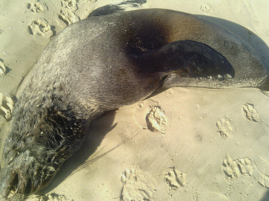 Guided Marine Tours - Port Elizabeth, South Africa-伊丽莎白港必去景点