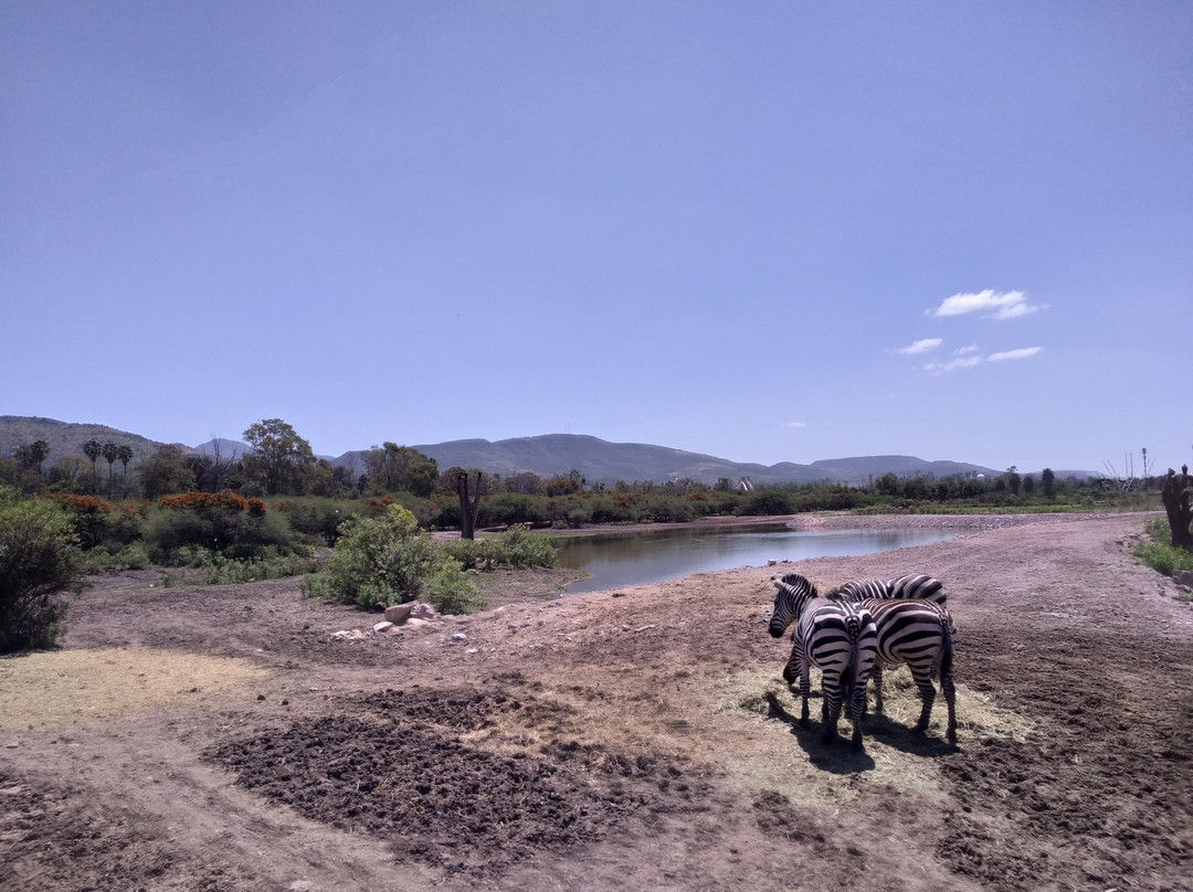 Parque Zoológico de León景点图片