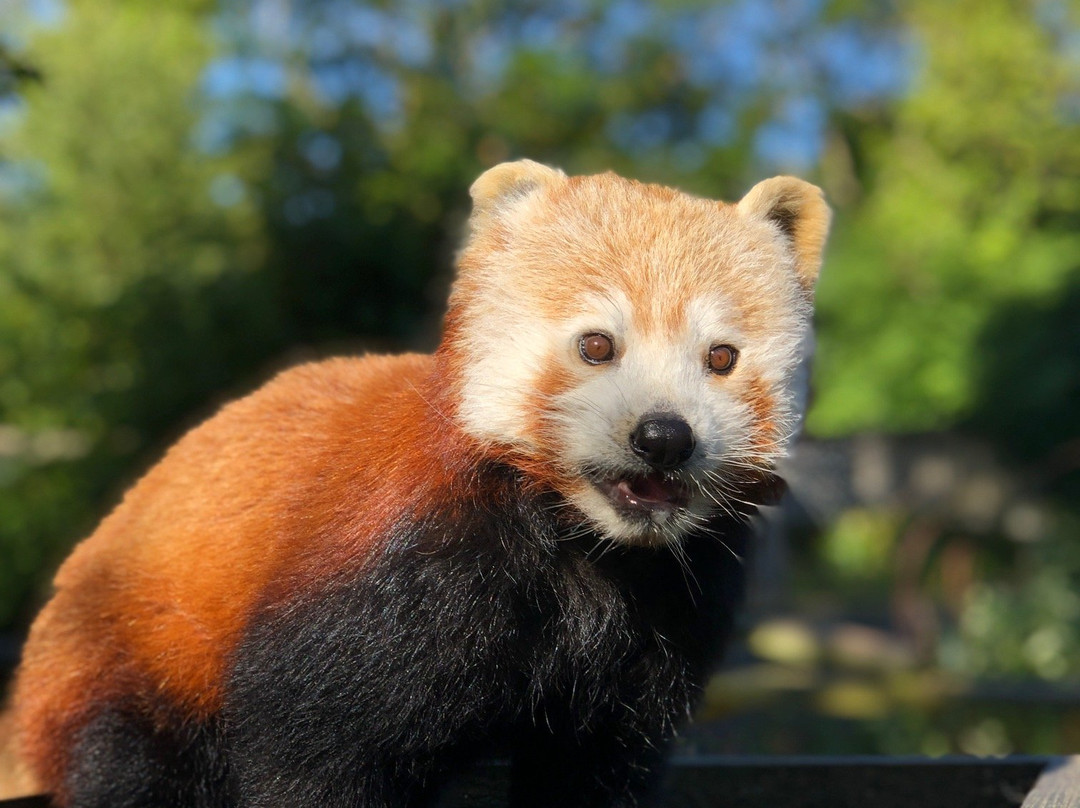 Curraghs Wildlife Park景点图片