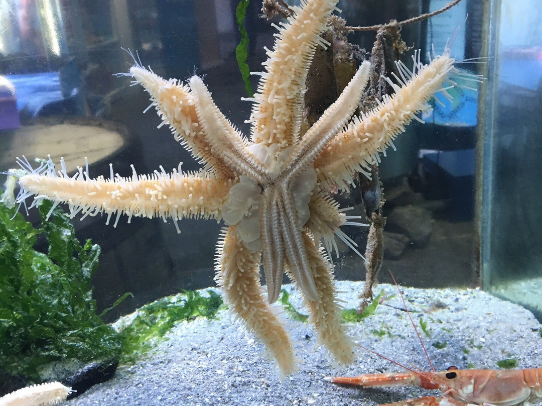 Mull Aquarium景点图片