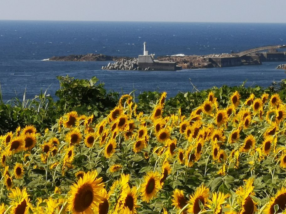 Ogawa Sunflower Field-佐渡市必去景点
