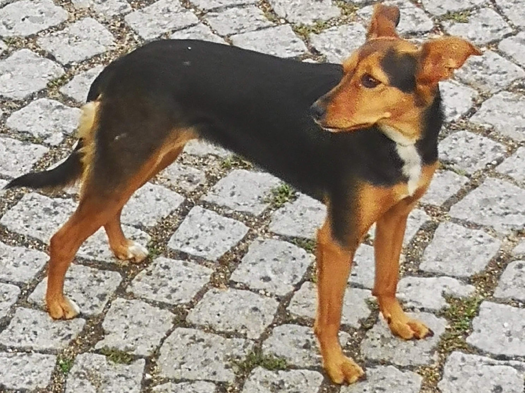 Casa das Tilias主图