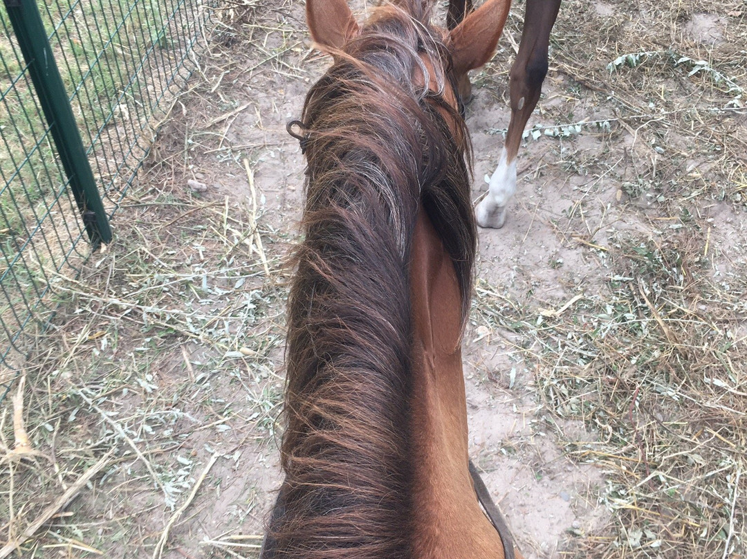 Centre équestre des Pyramides-拉格朗德默特必去景点