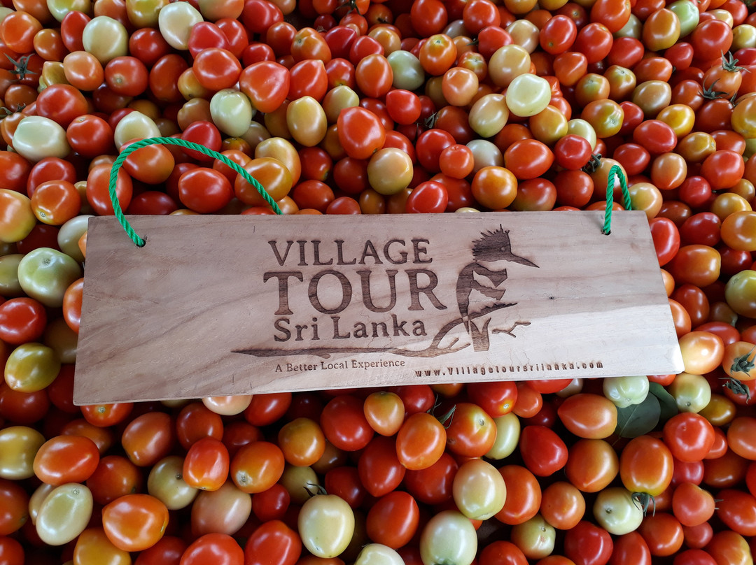 Village Tour Sri Lanka-丹布拉必去景点