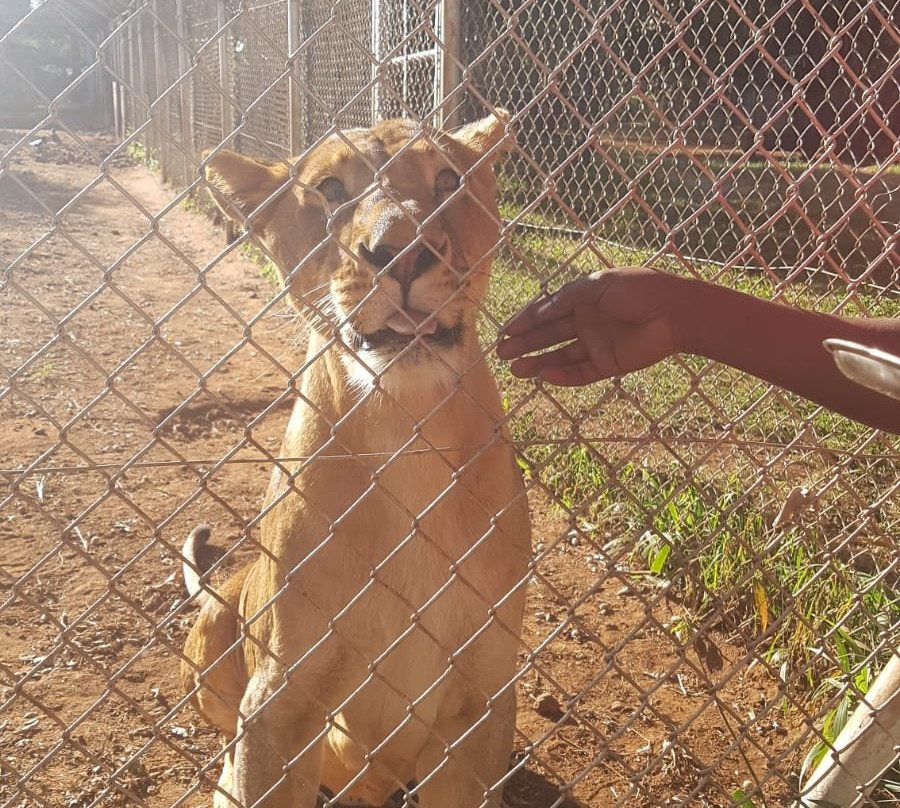 Nairobi Animal Orphanage景点图片