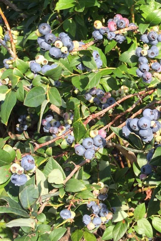 Tikkanen's Berry Farm-Sterling必去景点