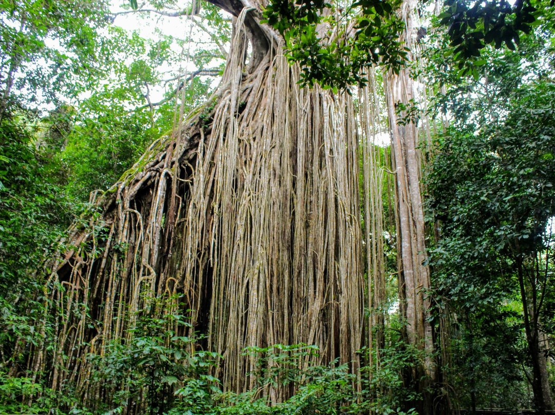 Chozen Travelz-凯恩斯必去景点