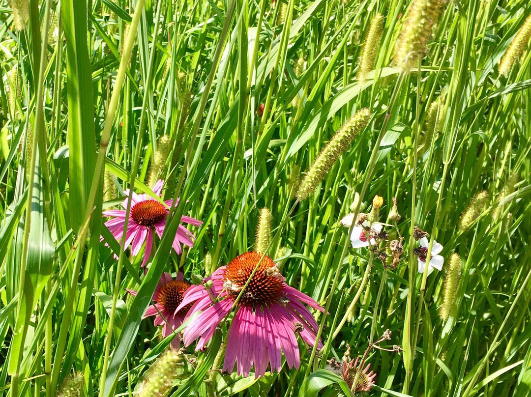 Golfanlage Schopfheim-Schopfheim必去景点