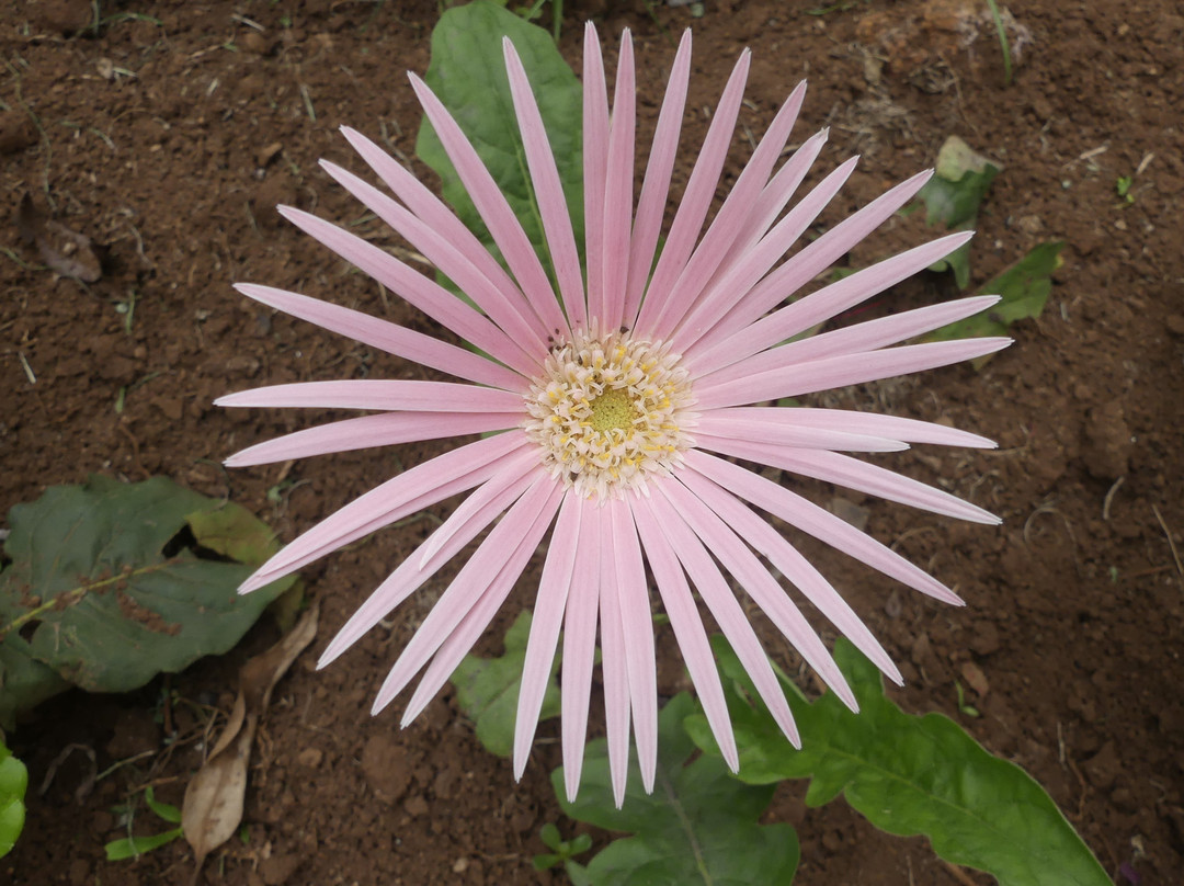 Lutheran Uhuru Hotel Moshi主图