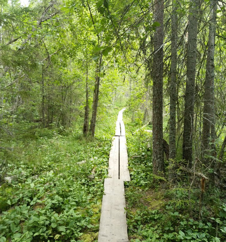 Helvetinjärvi National Park景点图片