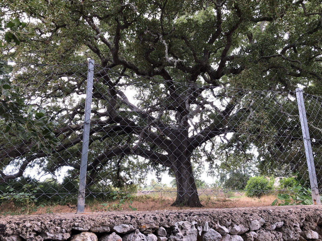 Quercia Vallonea-Tricase必去景点