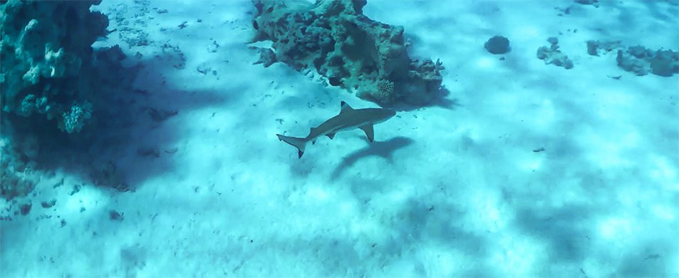 Tetamanu Diving Center景点图片