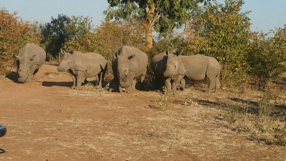 Arnolubi Safaris & Tours-李文斯顿必去景点