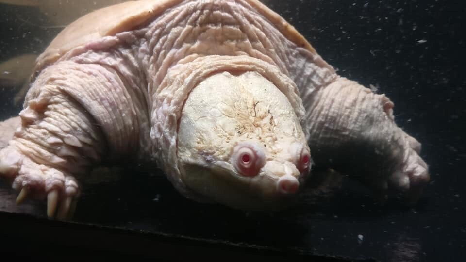 Alligator Alley Adventures-威斯康星峡谷必去景点