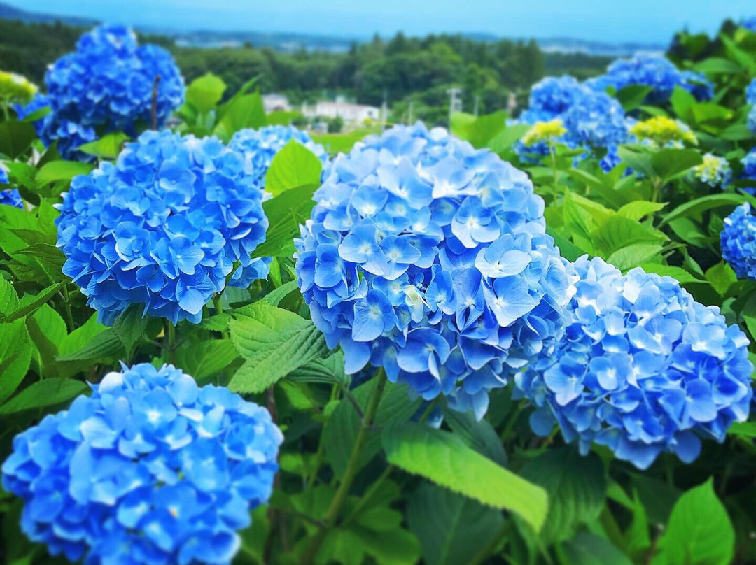 Akasaka Public Park-气仙沼市必去景点