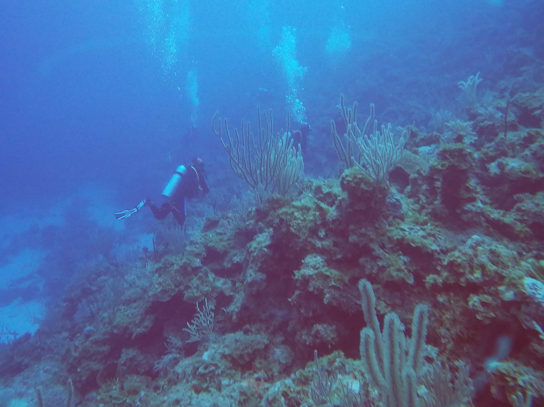 Eagle Ray Scuba Diving Center景点图片