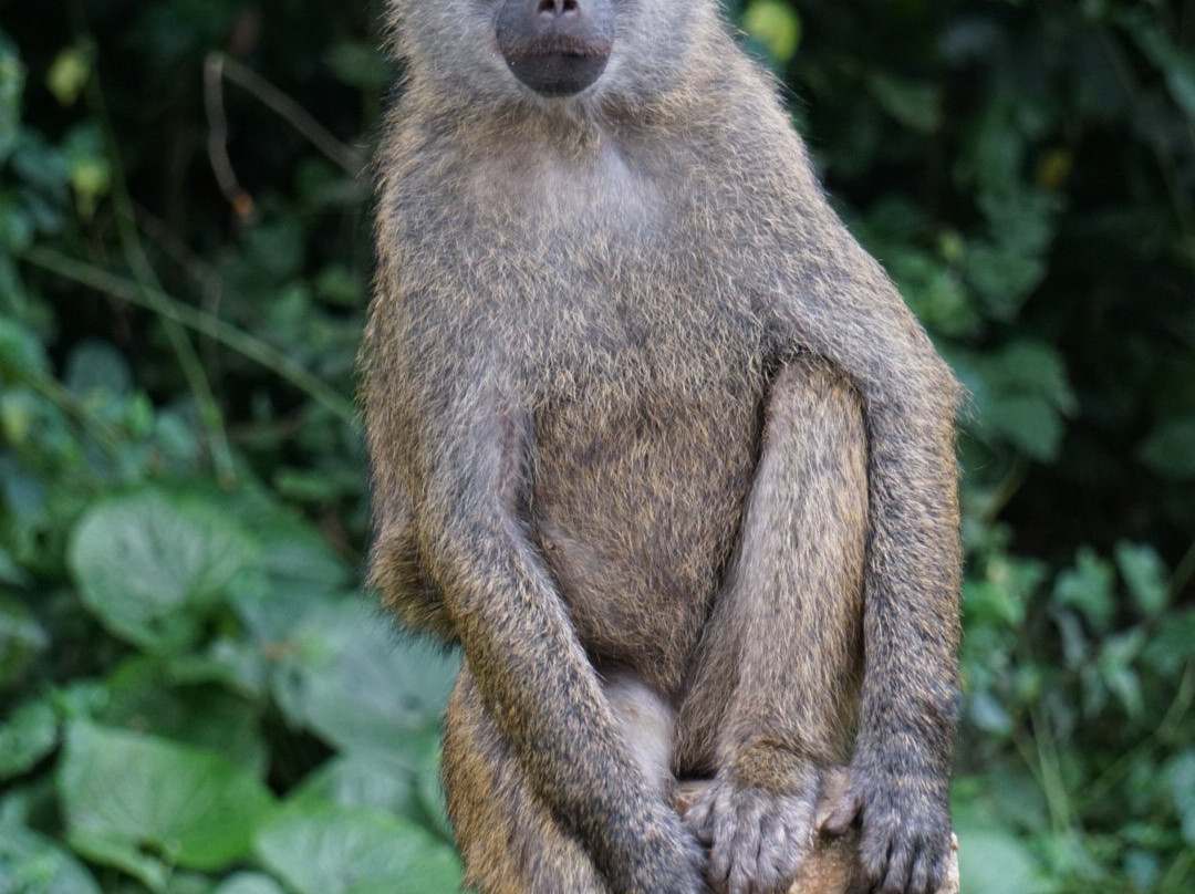 Kibale Homestay主图