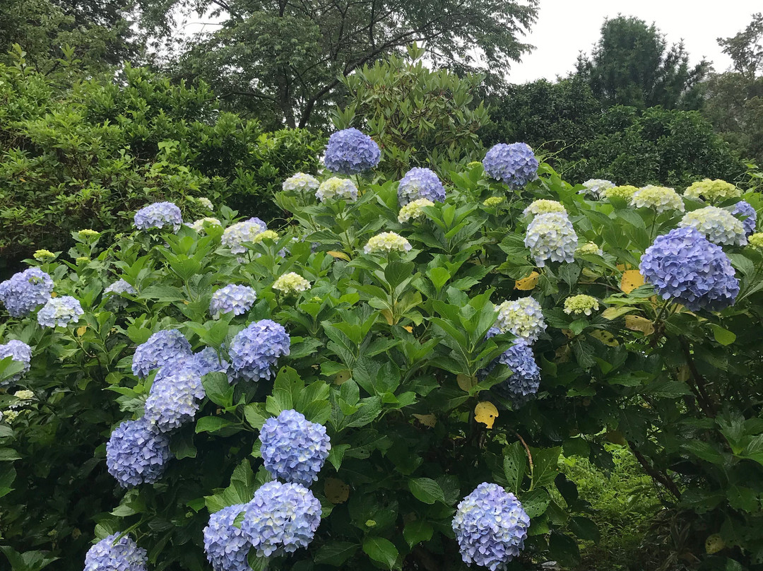 Mamenbara Tenbaien-大多喜町必去景点