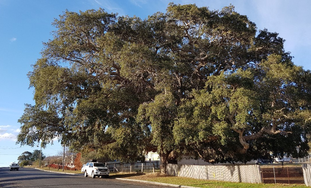 Historic Cork Tree景点图片