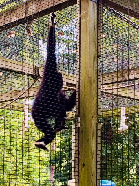 Henson Robinson Zoo-斯普林菲尔德必去景点