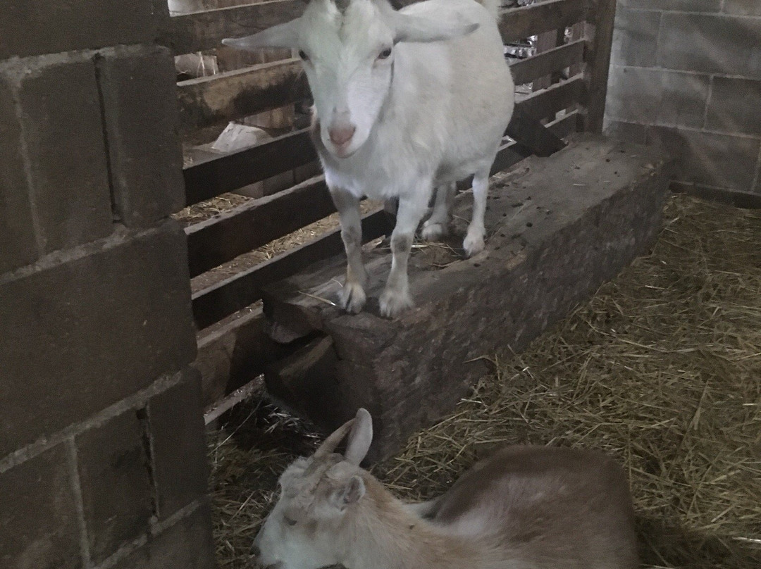 Learning Tree Farm-代顿必去景点