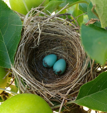 Gays Mills旅游攻略图片