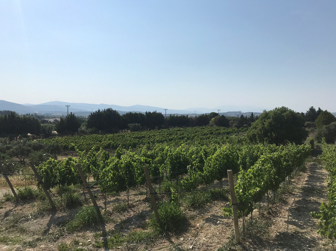 Usca Winery景点图片