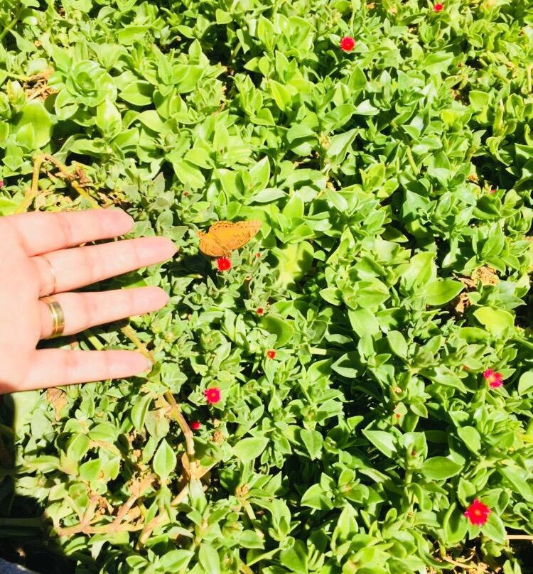 Pousada Fazenda Santa Fe主图