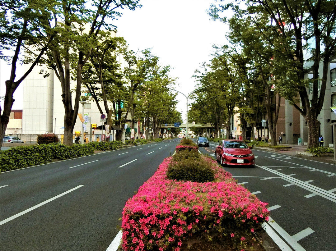 Maebashi Ekimae Japanese Zelkova Tree-lined Avenue景点图片