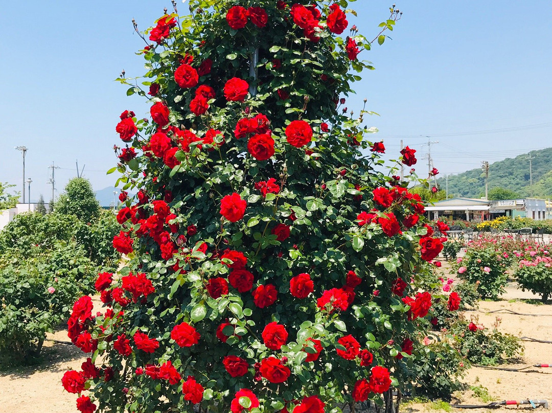 Yoshiumi Rose Park-今治市必去景点