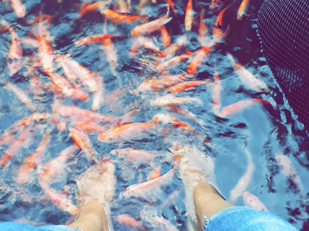 Nilwala River Safari-巴拉碧提雅必去景点