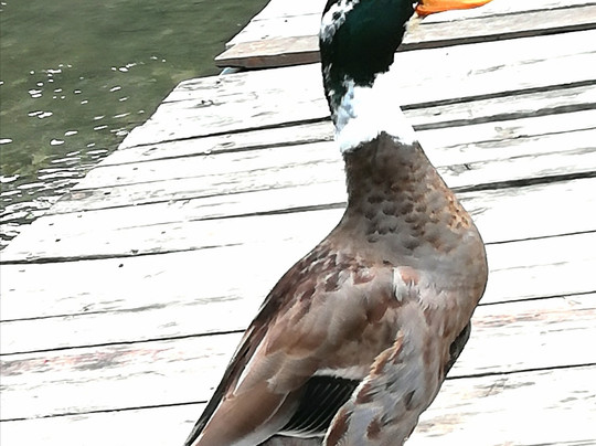 Arikanda River Garden Hotel主图