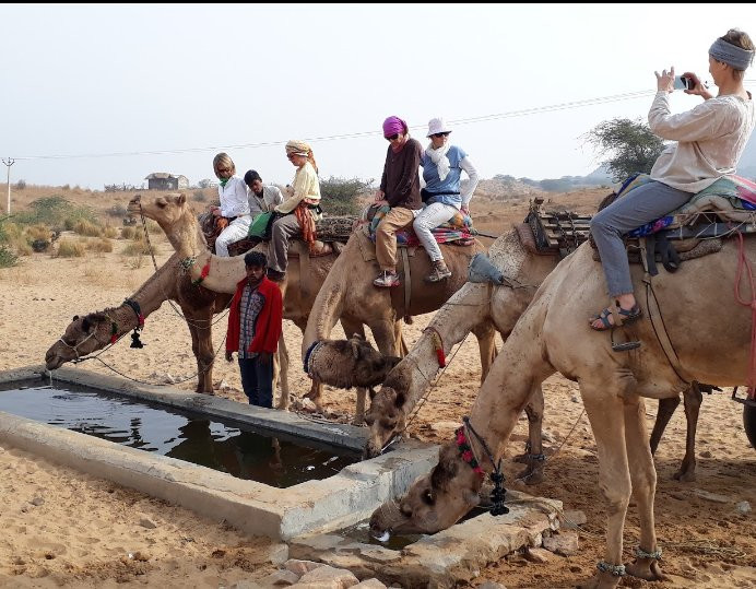 Pushkar Camel Safari-普希卡必去景点