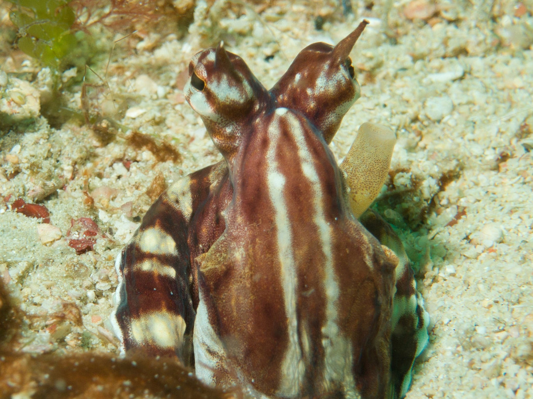 Frontier Scuba-葡多咖蕾拉必去景点