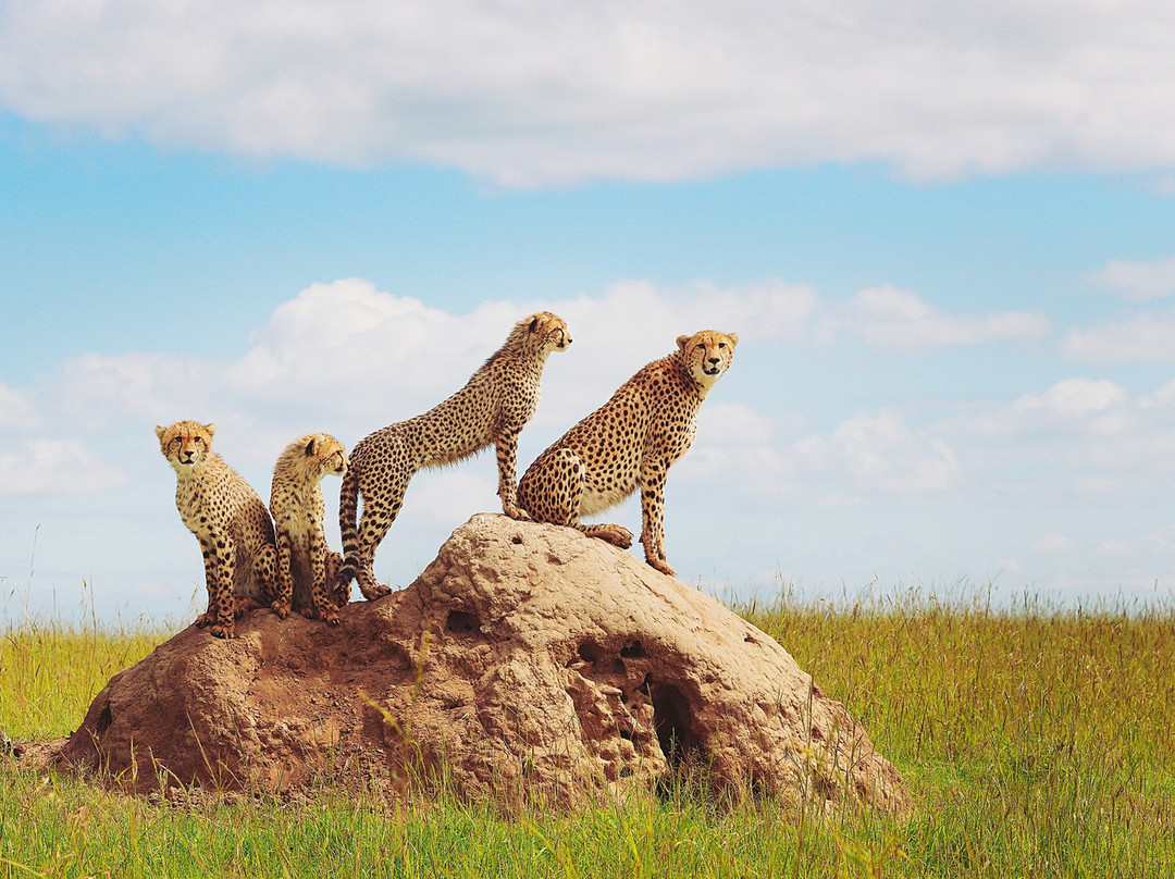 Kenya Safari Jambo-瓦塔木必去景点