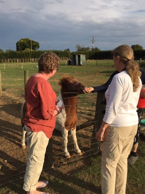Waitomo Big Bird Bed & Breakfast主图