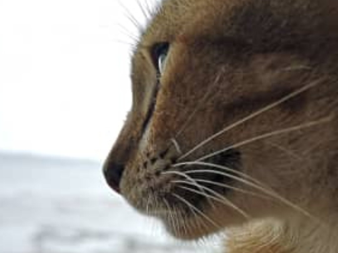 Pantai Remis旅游攻略图片