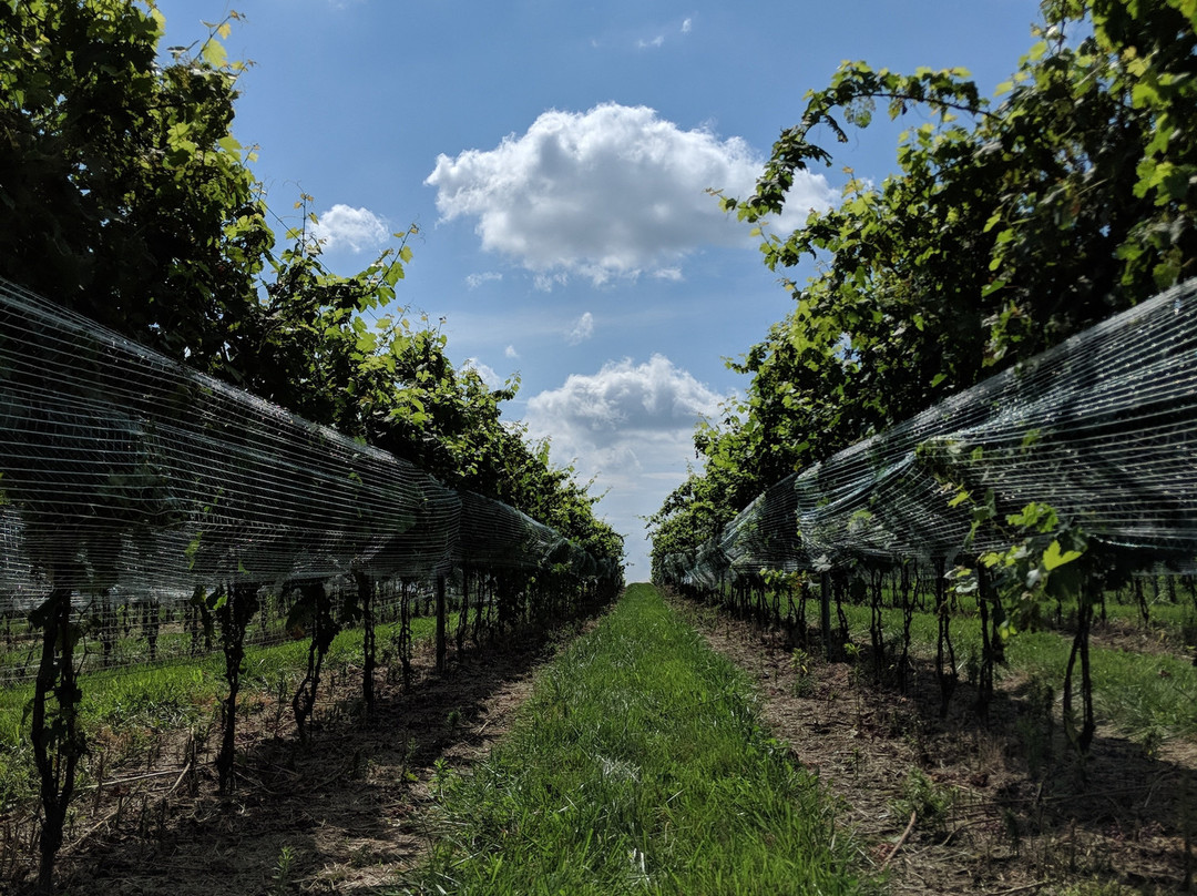 Star In The Valley Winery-Strasburg必去景点