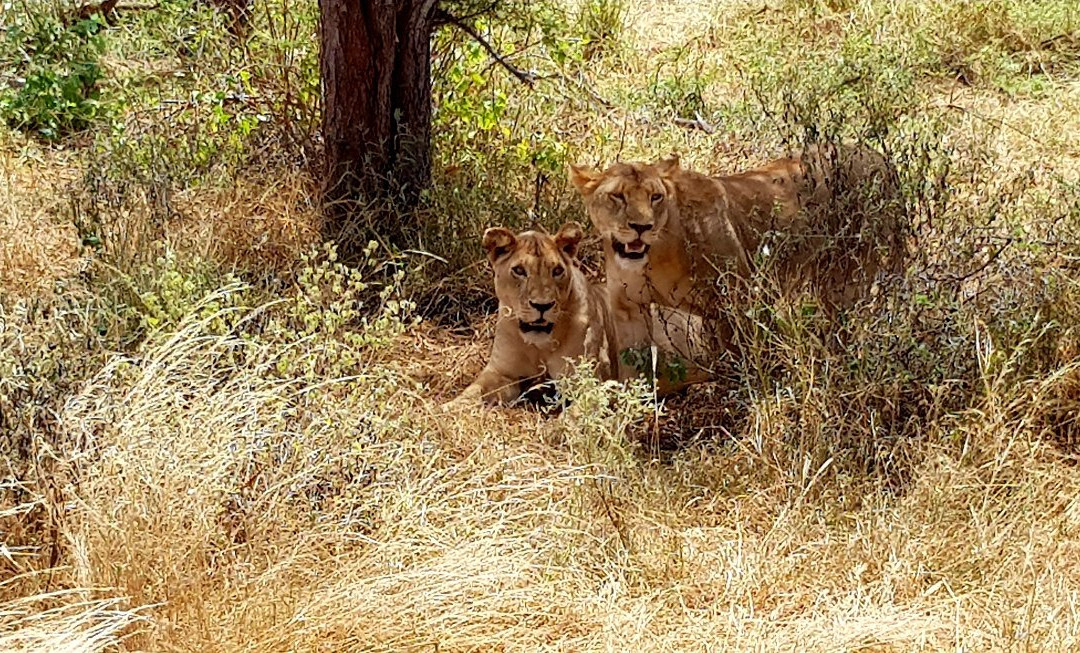 Tsavo Safaris Tours-查佛必去景点