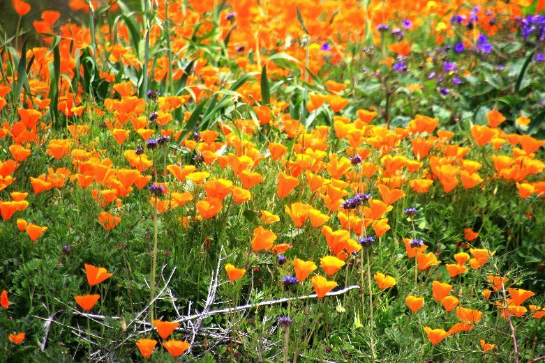 Walker Canyon Trailhead-埃尔西诺湖必去景点