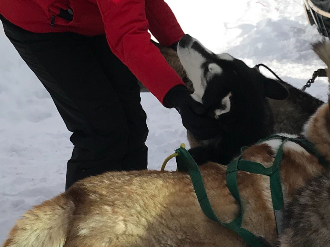 Peace Pups Dog Sledding-Elmore必去景点