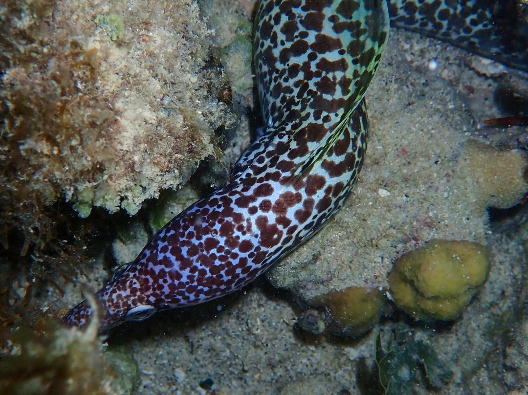 Night Snorkel-圣 托马斯必去景点