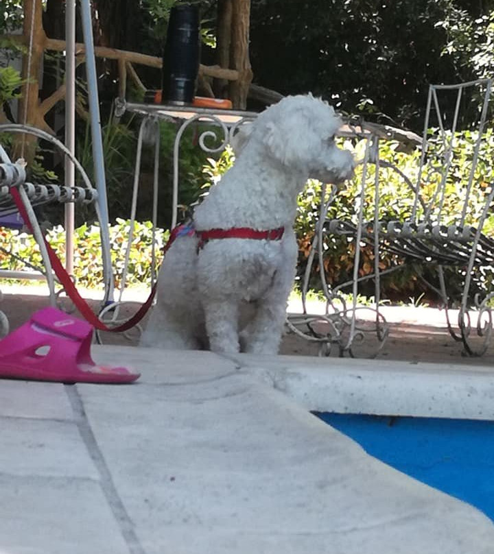 Chalet de Bassi主图