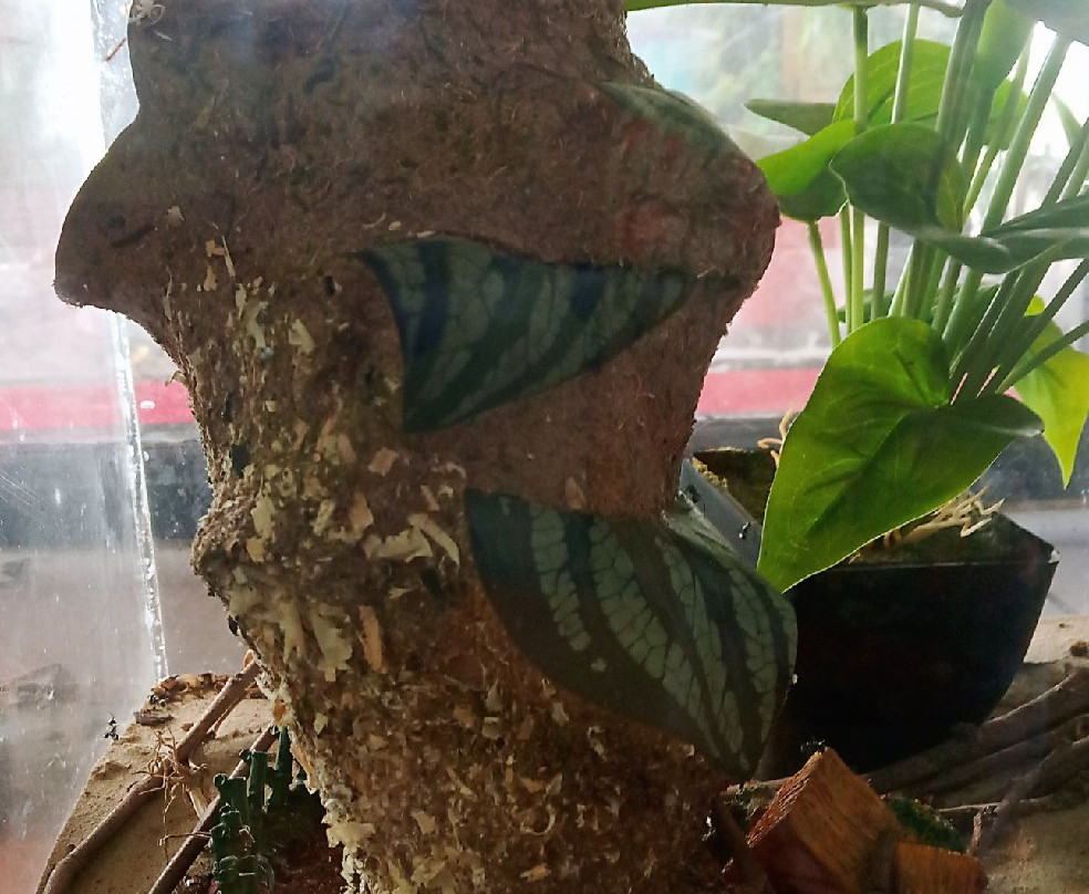 Borneo Ant House-斗亚兰必去景点