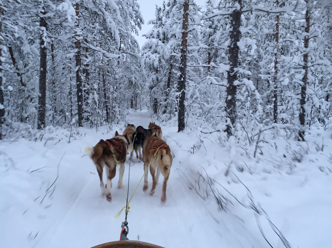 Husky Ranch Lapland景点图片